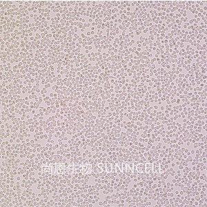 6T-CEM细胞人T细胞白血病细胞,6T-CEM