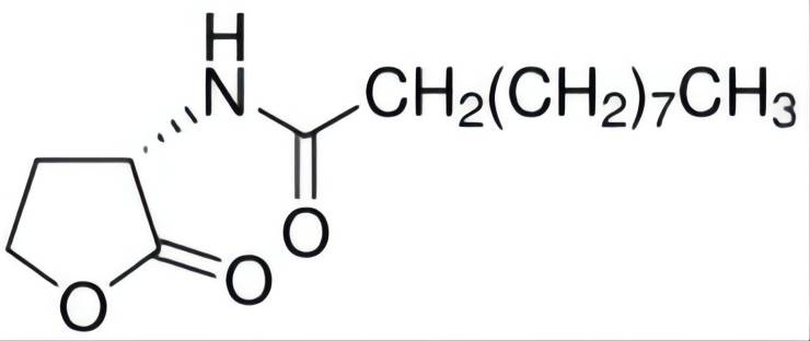 N-癸酰基-L-高丝氨酸内酯,N-Decanoyl-L-homoserine lactone