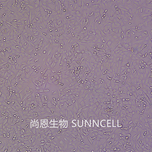 A-375細胞人惡性黑色素瘤細胞