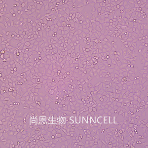 A2780（人卵巢癌细胞）,A2780