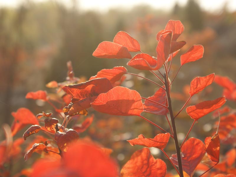 黃櫨提取物,Cotinus extract