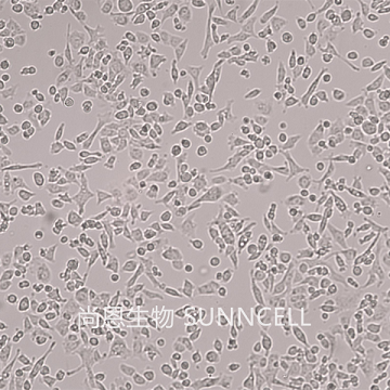 UMNSAH/DF-1（鸡胚成纤维细胞）,UMNSAH/DF-1