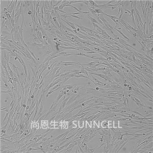 BHK-21（倉(cāng)鼠腎成纖維細(xì)胞）