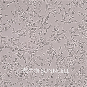 UMNSAH/DF-1（鸡胚成纤维细胞）