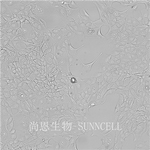 MDCK[NBL-2]（狗肾细胞）