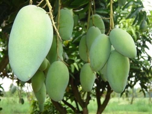 芒果叶提取物芒果苷,Mango leaf extract