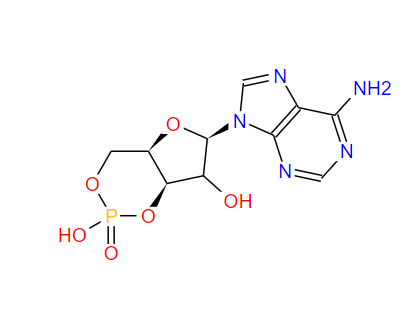 环磷酸腺苷,Cyclic AMP