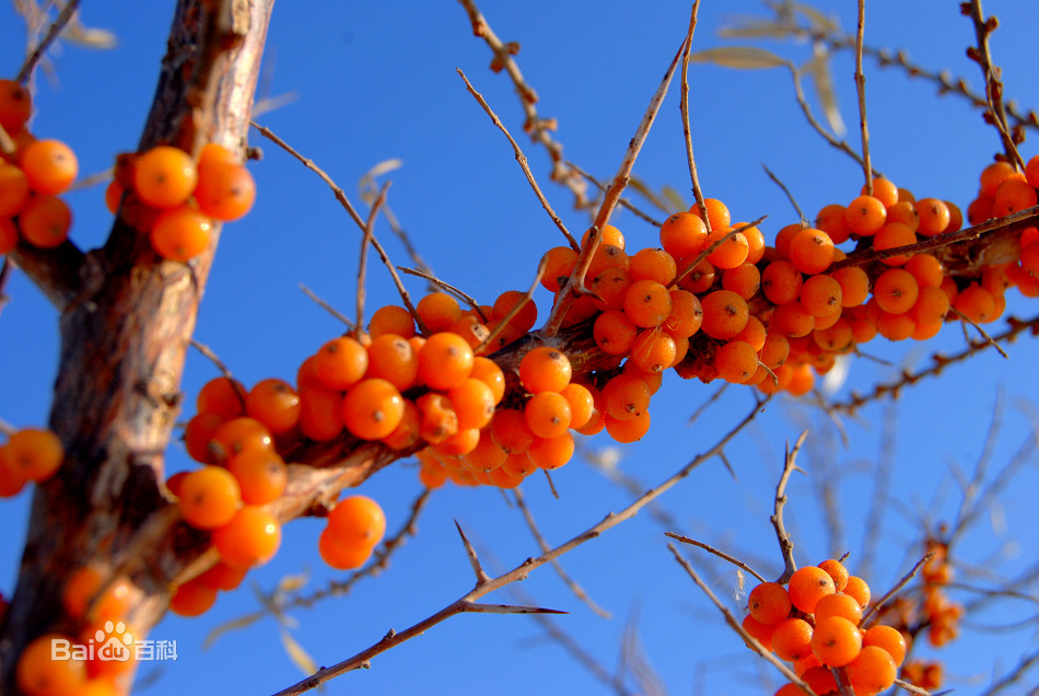 沙棘提取物沙棘总黄酮沙棘油,Sea-buckthorn fruit extraction