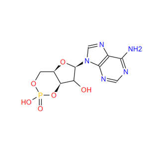 环磷酸腺苷,Cyclic AMP