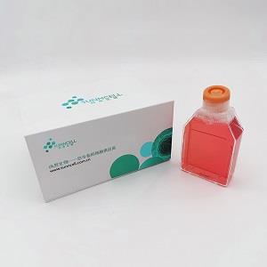 SK-Hep-1细胞|SK-Hep-1人肝癌细胞