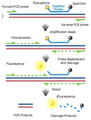 猪圆环病毒1型探针法荧光定量PCR试剂盒,Porcine Circovirus 1 (PCV-1)