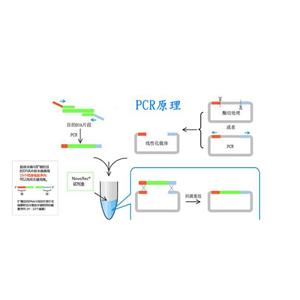 猪腺病毒探针法荧光定量PCR试剂盒