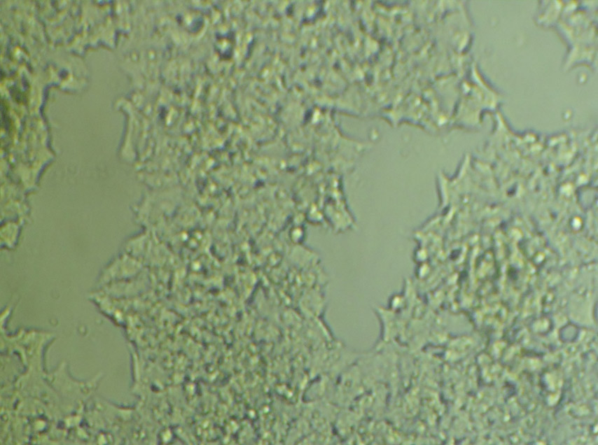 MIN-6细胞,MIN-6