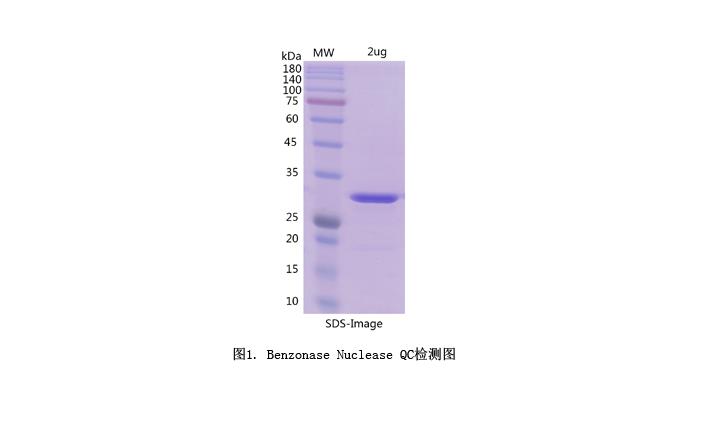 全能核酸酶,Benzonase Nuclease