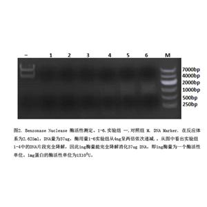 全能核酸酶,Benzonase Nuclease