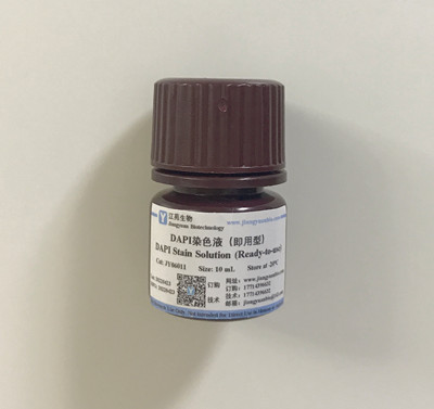 DAPI染色液（即用型）,DAPI Stain Solution (Ready-to-use)