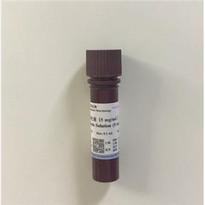 DAPI染色液（5 mg/mL）