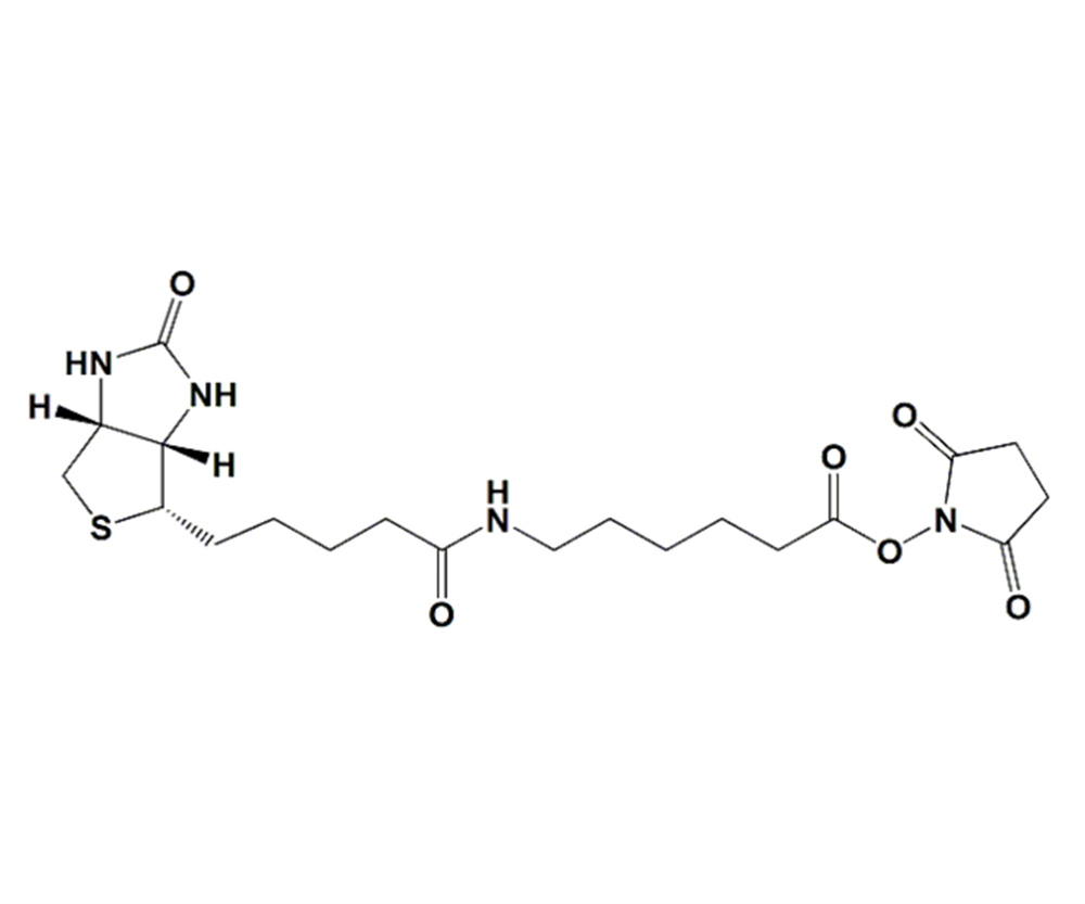 N-琥珀酰亚氨基6-生物素氨己酸,Succinimidyl 6-(biotinamido)hexanoate