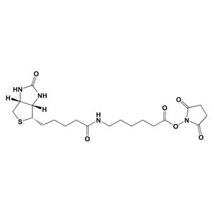 N-琥珀酰亚氨基6-生物素氨己酸,Succinimidyl 6-(biotinamido)hexanoate
