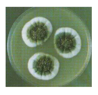 草绿色链球菌图片