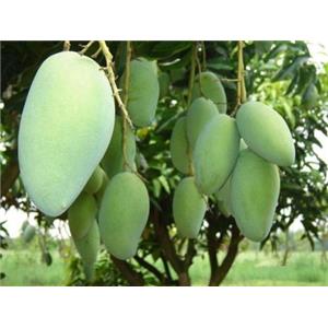 芒果叶提取物,Mango Leaf Extract