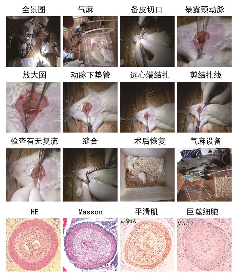 動(dòng)物模型；動(dòng)物建模