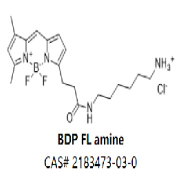 BDP FL amine,BDP FL amine