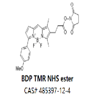 BDP TMR NHS ester,BDP TMR NHS ester