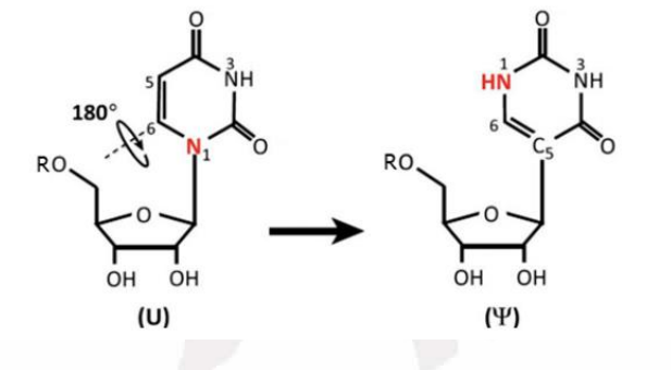 假尿苷,BETA-PSEUDOURIDINE