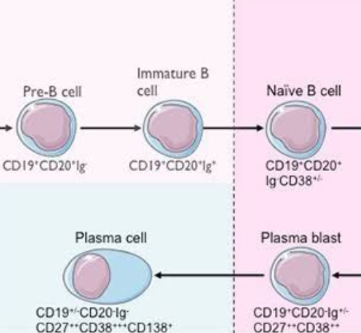 CYP2C9（CYP450重组酶）,Recombinant Human CYP2C9 Enzyme