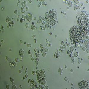 人急性單核細(xì)胞白血病細(xì)胞,THP-1 Cells