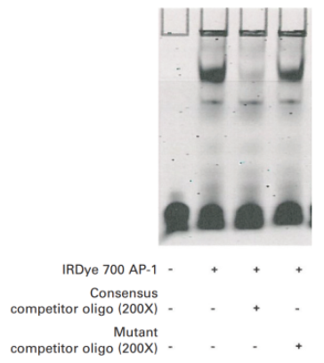 IRDye 700 AP-1 Consensus Oligonucleotide共有寡核苷酸,IRDye 700 AP-1 Consensus Oligonucleotide