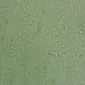 大鼠膝關(guān)節(jié)成纖維滑膜細(xì)胞,CIA-FLS Cells