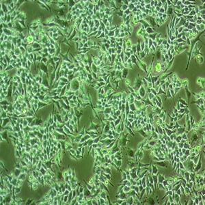 RAW264.7小鼠单核巨噬细胞白血病细胞