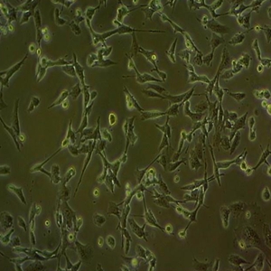海马神经元细胞系,HT22 Cells