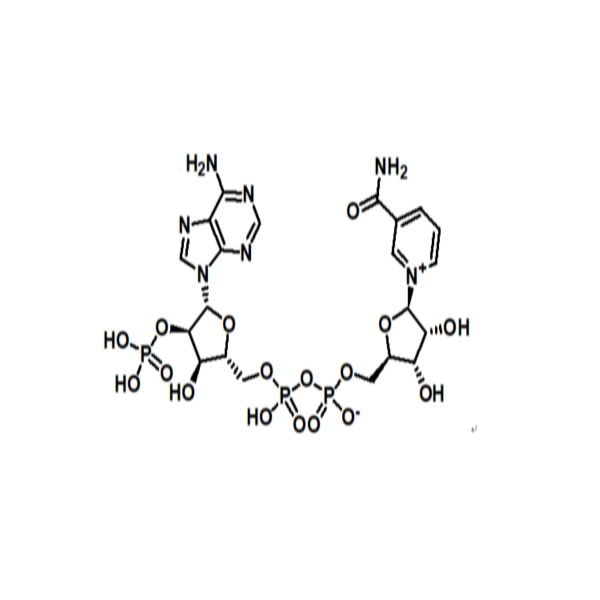 烟酰胺腺嘌呤双核苷酸磷酸盐,NADP+