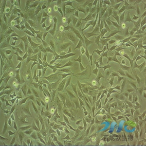 人小胶质细胞,HMC3 Cells