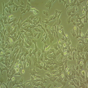 猪肺泡巨噬细胞,3D4/21 Cells