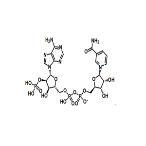 烟酰胺腺嘌呤双核苷酸磷酸盐,NADP+