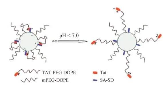 R8-PEG-ICG 穿膜肽R8-聚乙二醇-吲哚菁綠,R8-PEG-ICG