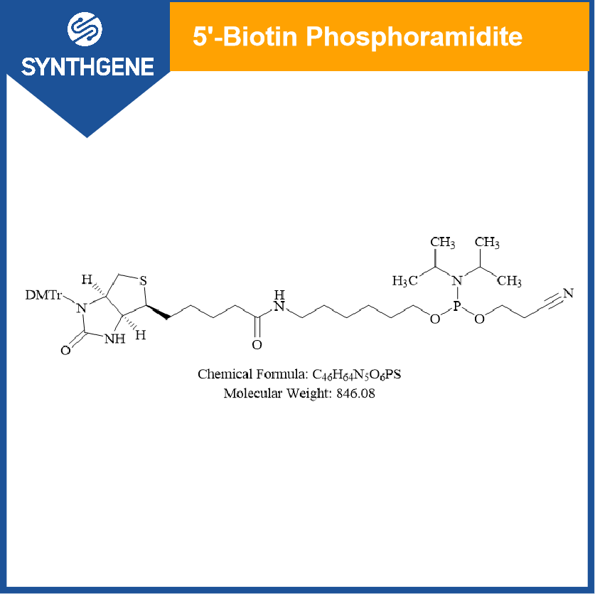 5'-Biotin 亚磷酰胺单体,1-N-(4,4'-Dimethoxytrityl)-biotinyl-6-aminohexyl]-2-cyanoethyl-(N,N-diisopropyl)-phosphoramidite