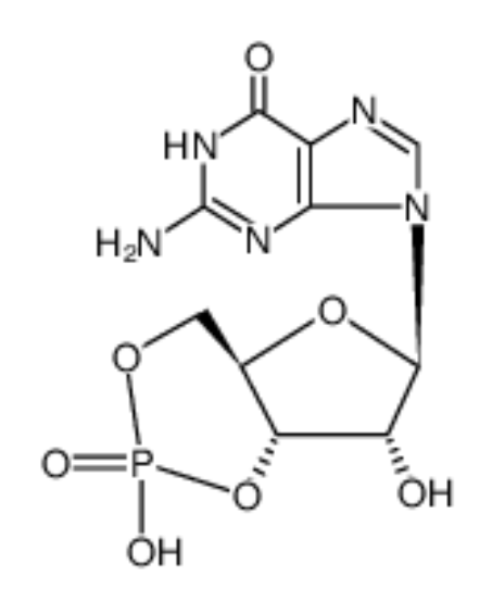 鸟苷3',5'-环一磷酸,3',5'-cyclic GMP