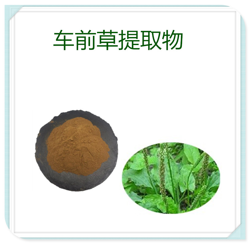 车前草提取物,PLANTAIN extract