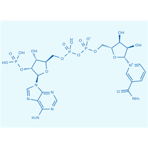 β-烟酰胺腺嘌呤二核苷酸磷酸,NADP zwitterion