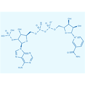 β-煙酰胺腺嘌呤二核苷酸磷酸,NADP zwitterion