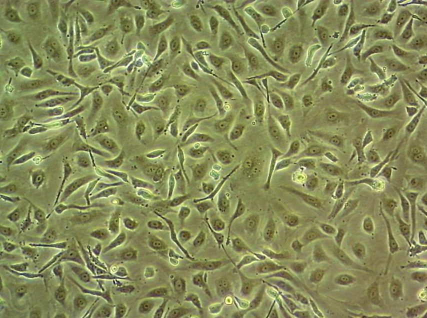 H522人细胞
