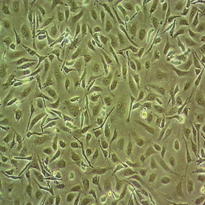 HCC827人细胞