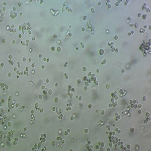 HCV-29人細(xì)胞