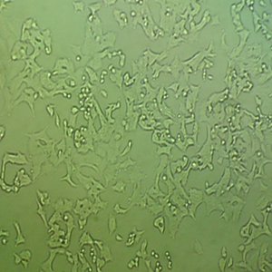 Calu-3人细胞