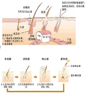 生物素三肽-1,Biotinyl-GHK tripeptide